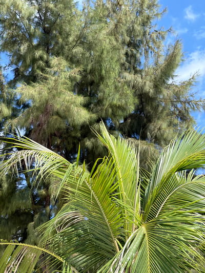 A vertical image captured in Gulhi, Maldives, depicts tropical vegetation under a bright blue sky with sparse white clouds. The lower half of the frame is dominated by vibrant green palm fronds, some exhibiting minor yellowing or browning. Behind and above these, the dense, feathery foliage of large, dark green trees, consistent with Australian pine, fills the background. No individuals, animals, or man-made objects are visible.