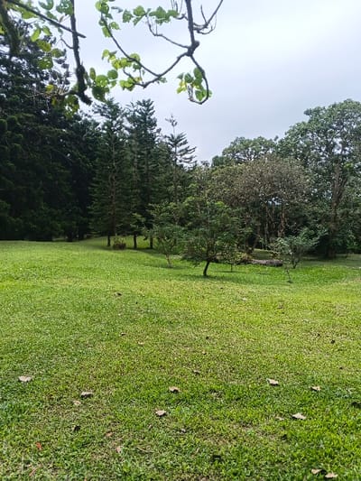 The image depicts a verdant, expansive park-like area within or near Tah, Vietnam, under an overcast sky. The foreground is comprised of closely mown green grass, sparsely dotted with scattered brown leaves. In the midground, several small, immature trees and shrubs are interspersed across the grassy expanse. A prominent fallen tree trunk lies horizontally on the ground further back in the midground. The background features a dense treeline: tall, dark green coniferous trees dominate the left side, while a mix of deciduous and evergreen broadleaf trees with varying canopy densities fills the right. Overhead, out-of-focus branches with light green leaves partially frame the top of the scene. No individuals, animals, or man-made structures are visible.
