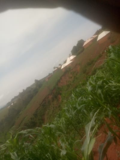 This media file depicts a landscape scene in Mayo Ndaga, Nigeria, with a focus on agricultural activity. The image is taken from a slightly elevated position, looking down a sloping hillside. In the foreground, lush green corn stalks are prominently visible, suggesting a growing crop. The soil appears to be reddish-brown, typical of agricultural land.
Further up the slope, several white structures are scattered across the terrain. These structures have a rectangular base and a peaked, tent-like roof, resembling greenhouses or small agricultural shelters. They are arranged at intervals along the hillside, hinting at organized farming practices.
The background shows more of the hilly landscape, with patches of green vegetation and exposed earth. Trees are visible on some of the higher points. The sky is overcast and hazy, suggesting either early morning, late afternoon, or generally cloudy weather. There are no people or animals visible in the frame. The overall impression is one of rural agricultural development and cultivation. No text is visible in the image.