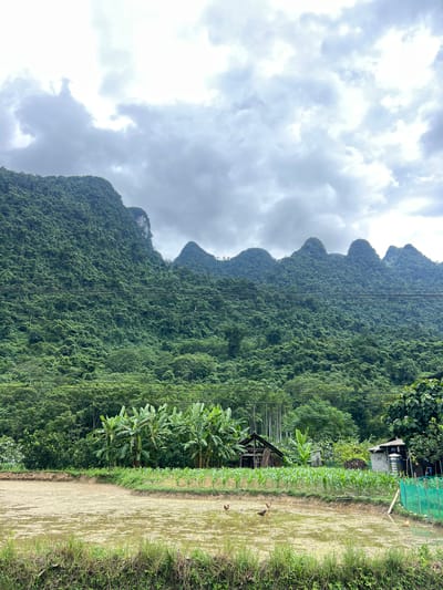 The image shows a rural landscape in Thuận Hòa Commune, Vietnam, under a cloudy sky. In the foreground, a flooded agricultural field is visible, with some patches of dry mud and green grass growing along the edges. Several chickens are scattered across the field, some are walking and others are standing. Beyond the field, there is a cultivated area with rows of young corn plants and a cluster of banana trees. In the middle ground, there are a few small structures, including a rustic wooden shed with a thatched roof, a small stone building, and a water tank. Power lines run horizontally across the scene. The background is dominated by a steep, densely forested mountain range with jagged peaks. The overall scene depicts a peaceful, agricultural setting within a mountainous region.