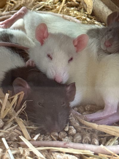 The image depicts a close-up view of multiple pet rats nestled together in a cage or enclosure. A white rat with pink ears and eyes is prominent in the foreground, partially overlapping with other rats. One rat appears to be dark brown or black. The rats are lying on a bed of wood shavings and straw. The scene is indoors and seems to be taken in a controlled environment, likely a domestic setting. It is impossible to verify a specific location such as Villebon-sur-Yvette based on visual information.