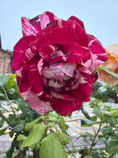 The image shows a close-up of a striking, bicolor rose with petals of deep magenta and white streaks. The rose is in full bloom and its center is filled with tightly furled petals. It is a close-up shot, with the rose occupying the majority of the frame. In the background, a hint of a peach-colored rose can be seen to the right. The foliage of the rose bush, with its green leaves, is visible below and to the sides of the main subject. Behind the plants, a brick building and a paved area with yellow and gray markings are discernible. The sky above is overcast and a pale blue. The scene is outdoors, and appears to be in a garden or park setting. There are no people present in the image. The location is identified as Дорожный, Russia.