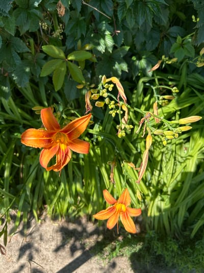 The image depicts an outdoor scene with two vibrant orange lilies in the foreground, set against a backdrop of lush green foliage and long, slender grass. The lilies, one larger and more prominent than the other, display their delicate petals and intricate centers. Surrounding them, various green leaves and stems create a natural, slightly wild environment. Sunlight casts dappled shadows on the textured ground, which appears to be a mix of soil and possibly gravel or sand. The overall impression is one of a sun-drenched garden or natural area, likely in a temperate climate. The location is identified as Zvonarevka, Russia.