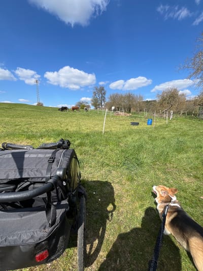 The image, taken in Waldgrehweiler, Germany, depicts a grassy field under a blue sky with scattered clouds. A dog, a Welsh Corgi with tan, black, and white fur, is visible in the upper right quadrant, attached to a black leash. A black bicycle trailer with a rear red reflector sits in the lower right foreground. In the middle ground, there are several horses grazing in the field, along with trees and a fenced-off area containing a blue barrel and a black rectangular object. A power line tower is seen in the distance on the left.