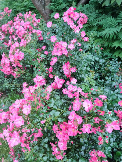 The image depicts a dense cluster of vibrant pink roses in full bloom, interspersed with lush green foliage. The roses, characterized by their delicate petals and clustered arrangement, create a striking visual contrast against the deep green leaves. In the background, a textured tree trunk and feathery fern-like leaves can be observed, suggesting an outdoor setting within a garden or park. The lighting appears diffused, possibly indicating an overcast day or the shade of larger trees. The scene is a close-up view, highlighting the intricate details of the flowers and foliage, and it is located in Uetersen, Germany, known for its historic rose gardens.