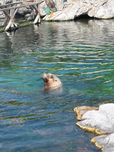 In Cambron-Casteau, Belgium, a sea lion is visible in clear, blue-green water. The sea lion, with its head above the surface, appears to be looking upwards. The background features a rocky enclosure with a wooden structure and netting. The water's surface is rippled, and there are some green aquatic plants visible. The scene suggests a habitat designed for marine animals, possibly within a zoo or wildlife park.