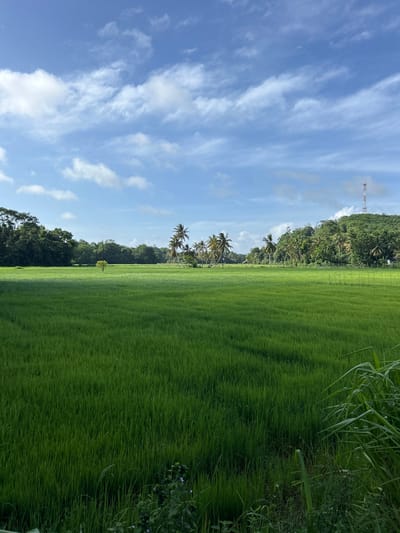 A vertical, sunlit, wide-angle shot shows a vibrant green rice paddy field stretching into the distance. The field is bordered by a lush, tree-covered hill on the left, dotted with palm trees. A tall, red and white telecommunications tower stands on the hilltop. The sky above is a brilliant blue, streaked with thin, wispy white clouds, suggesting a fair-weather day. The sun casts a gentle light, creating soft shadows on the undulating terrain of the rice field. On the right edge of the frame, tall grass and some small purple flowers grow at the edge of the field. The scene is tranquil and evokes a sense of natural beauty and rural life. The image appears to have been taken during the day, likely late morning or early afternoon, given the bright sunlight and clear sky. There is no visible text.