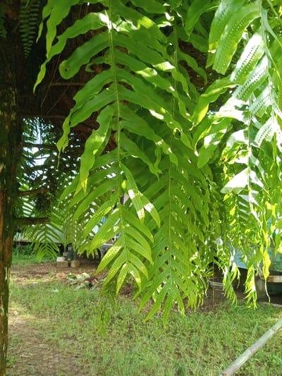 Lush green ferns cascade from a rustic, wooden structure in a garden setting. The vibrant fronds exhibit intricate patterns of leaflets, with visible dark spots on the underside. Sunlight filters through the foliage, illuminating sections of the plants. Below, a grassy area stretches towards a blurred background, suggesting a vehicle and glimpses of buildings. A tree trunk with textured bark stands to the left, framing the scene.