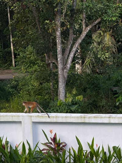 A toque macaque is walking along the top of a white concrete wall in Arachikanda, Sri Lanka. The macaque, with orange fur and a long tail, is facing to the left. Behind the wall is a dense green forest with trees and various foliage. In the foreground, below the wall, there are green plants with red and orange flowers. A utility pole is visible on the left side of the frame, behind the wall and the trees. The lighting suggests it is daytime, possibly late afternoon.