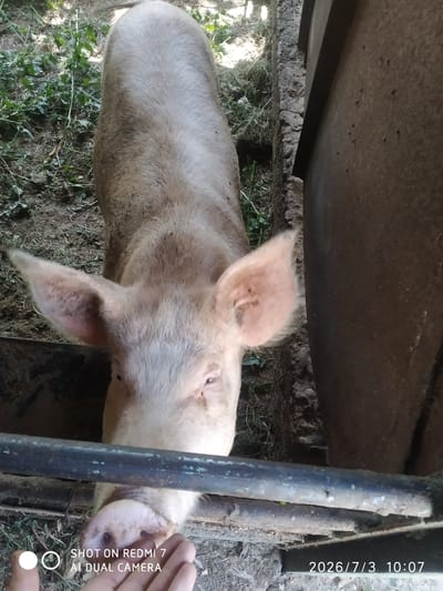 An overhead, medium shot shows a light-skinned pig in an outdoor enclosure. The pig faces the camera, its snout visible through a metal bar. The pig's ears are large and pink, with some darker speckling. The ground in the enclosure is dirt with some green vegetation. To the right of the pig is a dark, textured surface that appears to be a wall or trough. A human hand is visible in the foreground, near the pig's snout, with watermarks indicating the image was taken on a Redmi 7 phone with AI Dual Camera, and the date and time as 2026/7/3 10:07. The scene is consistent with a farm or agricultural setting in Khalkabad, Uzbekistan.