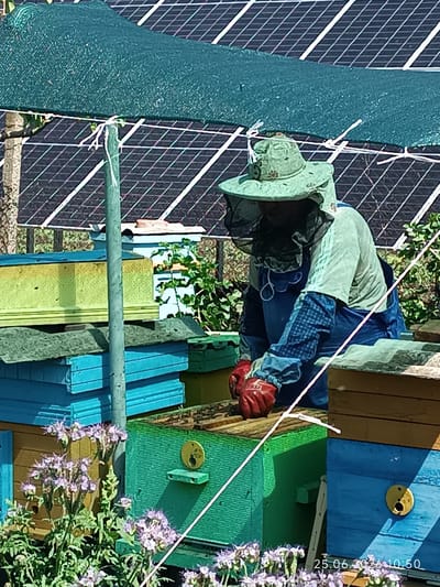 A beekeeper, dressed in protective gear including a veiled hat, a light blue long-sleeved shirt, blue overalls, and red gloves, is tending to beehives. The beekeeper is positioned in front of several colorful beehives, predominantly blue and green, with one yellow hive visible. The hives are stacked and arranged in an apiary setting. Behind the beekeeper and hives, a dark-colored solar panel array is visible, suggesting a location that utilizes renewable energy. Green foliage and small purple flowers are present in the foreground, adding to the natural outdoor environment. The scene is illuminated by daylight, indicating a daytime activity. A timestamp in the bottom right corner reads "25.06.2026 10:50," suggesting the photo was taken on June 25, 2026, at 10:50 AM. The location context is provided as Artsyz, Ukraine.