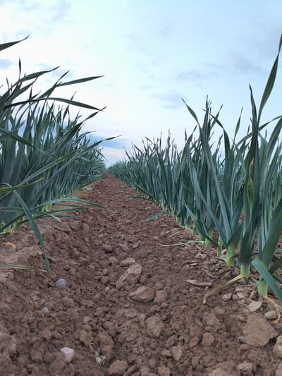 The image depicts a field of leeks in Galonki, Poland. The perspective is low to the ground, looking down a row of leeks that recede into the distance. The soil is brown and appears to be tilled, with visible clods of earth and small stones. The leeks are tall and green, with long, slender leaves that fan out from their bases. The sky above is a pale blue with scattered white clouds. There are no people or animals visible in the image.