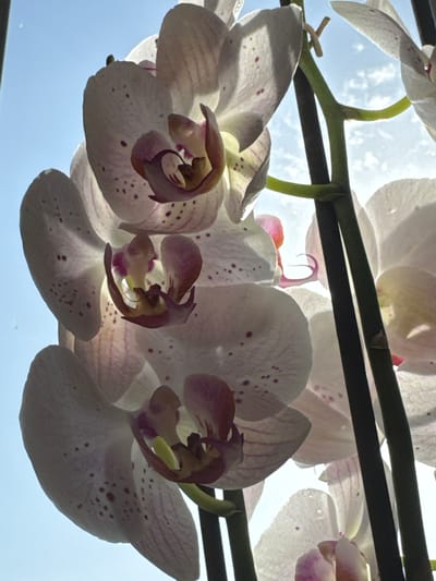 The image displays a close-up view of a cluster of white and pink speckled orchids against a bright blue sky with scattered white clouds. The flowers are backlit by the sun, causing some of their translucent petals to glow. The orchids are attached to dark green stems, one of which is thicker and darker than the others. The perspective is from below, looking up at the flowers and the sky. There is no visible indication of a specific location within the city of Oldham, United Kingdom. The scene is a naturalistic presentation of the flowers.