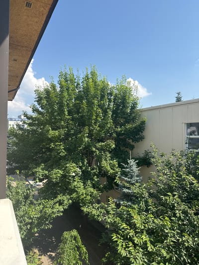 The image captures a view from an elevated position, likely a balcony or window, overlooking an outdoor area with trees and a building. In the foreground, a portion of a building's eaves with visible OSB paneling and ventilation grilles is present on the left. Below this, a grey concrete structure is partially visible.
The central and right portions of the image are dominated by lush green trees of various sizes and types. A large deciduous tree with a full canopy of broad leaves is prominent, casting shadows on the ground below. To the right and behind this tree, a lighter-colored, corrugated building is visible, with a window on its right side. A slender, bluish-green coniferous tree is positioned between the deciduous tree and the building. In the background, more trees and parts of other buildings can be seen, some with solar panels on their roofs. The sky above is a clear, bright blue with scattered white clouds.
The scene appears to be a well-maintained outdoor space, possibly a courtyard or garden area adjacent to a building, suggesting an urban or suburban environment. The presence of diverse vegetation indicates a natural element within a developed area. There are no people or animals visible in the frame, and no specific actions or interactions are depicted. The lighting suggests it is daytime, likely late morning or early afternoon due to the strong shadows. The overall impression is one of a tranquil outdoor setting, combining natural and built environments. Based on the architectural style of the building and the general climate indicated by the foliage and clear sky, this scene could plausibly be located in Suceava, Romania, which has a continental climate with distinct seasons and urban areas featuring mixed residential and commercial buildings with green spaces.