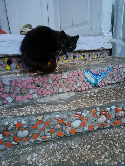 A black and white cat with green eyes sits curled on the mosaic-tiled steps of a building. The steps are decorated with broken tiles in pink, yellow, black, blue, and orange. A blue mosaic whale is embedded on the side of the second step. Seashells are incorporated into the design of the lowest step. Sandals are placed on the step above the cat. The steps lead to a light-colored wooden door with peeling paint. The image suggests a location in Gulrypsh, Abkhazia, known for its mosaic art and coastal setting.