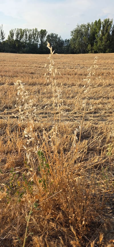 The image displays a close-up view of a dry, golden field, likely a stubble field after harvest, with some green vegetation interspersed. In the background, a line of dense green trees forms a backdrop against a pale blue sky. The field is dominated by the texture of dried stalks and husks, creating a rich, earthy palette. Several stalks of dried oats or a similar grain are prominent in the foreground, their delicate seed heads catching the light. The image is oriented vertically. The lighting suggests it might be late afternoon or early morning, with the sun casting a warm glow. The scene is peaceful and agricultural, evoking a sense of rural life in a warm climate. No people, objects, or text are visible. The location context is Angüés, Spain.