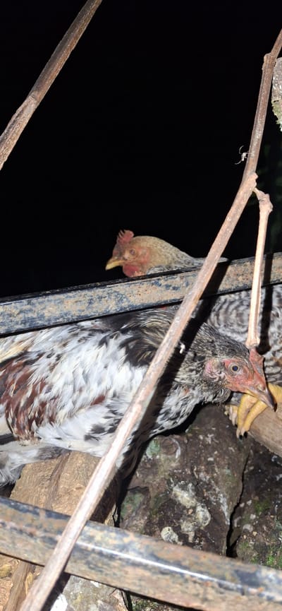 In the city of Vallecito, Venezuela, two chickens are visible in the foreground. One chicken, predominantly white with streaks of brown and black, is positioned in the lower left quadrant, facing right with its head slightly lowered. The second chicken, with a speckled brown and white body, is in the upper portion of the frame, facing left. The chickens appear to be perched on or near a rough, horizontal bar, likely part of a cage or enclosure. Surrounding them are natural elements, including tree branches and rocky terrain, suggesting an outdoor or semi-outdoor setting. The background is a deep black, indicating the image was taken at night or in low-light conditions. A thin, dry branch extends diagonally across the frame from the upper right to the lower left, obscuring parts of the scene. A small, light-colored spider is visible on this branch.