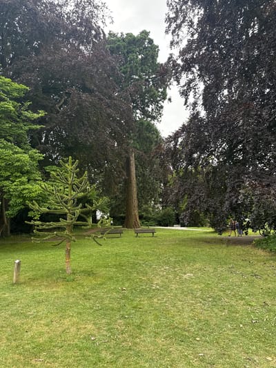 The image depicts a public park in Kreuzlingen, Switzerland, on an overcast day. The foreground is dominated by a manicured green lawn with scattered dried leaves. To the left, a small, distinctive pine tree with a sparse, star-like branching pattern stands out. Further back, two park benches are visible on a paved pathway.

Dominating the mid-ground and background are several large trees. On the left, a lush green deciduous tree provides a bright contrast. In the center, a tall, reddish-brown tree trunk rises prominently. To the right, a dense tree with dark, purplish-red foliage creates a heavy canopy.

In the far right background, a paved pathway curves through the park. Two individuals are walking on this pathway, appearing as small figures from this distance. One appears to be wearing a dress, and the other is carrying something blue. A bicycle is parked near the edge of the pathway on the right. A small, weathered wooden post is planted in the grass to the left of the small pine tree. The overall atmosphere is serene and natural, characteristic of a well-maintained urban park.
