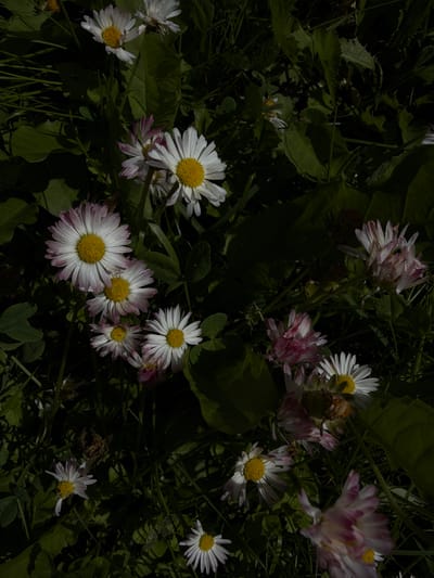 The image displays a close-up, overhead view of a patch of daisies growing in the grass. The flowers exhibit white petals with pink tips and yellow centers. Some of the flowers are in full bloom, while others are partially open or appear to be wilting. The surrounding environment consists of green grass and dark green leaves. The lighting suggests an outdoor setting, possibly a park or garden, with dappled sunlight creating areas of light and shadow. The scene is devoid of any human presence or activity. The image does not provide any specific information about the location within Timonovo, Russia, beyond it being a natural outdoor environment.