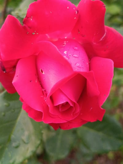 A close-up, vertical, outdoor, eye-level shot shows a vibrant pink rose with water droplets on its petals. The rose is in focus, with its petals unfurling to reveal the inner structure. The background is a soft blur of green foliage, suggesting a garden setting. The image is sharply focused on the rose and exhibits good lighting. No people are present in the image.