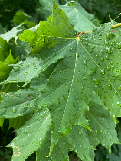 The image shows a close-up view of several green maple leaves. Water droplets are visible on the surface of the leaves, indicating that it has recently rained or the leaves are dewy. The leaves are detailed, with visible veins and a slightly serrated edge. The background is blurred and consists of more green foliage, suggesting an outdoor setting with trees. The location information provided, "Leninsky, Russia," is a city in Russia. However, there is no visual information in the image that can specifically confirm this location.