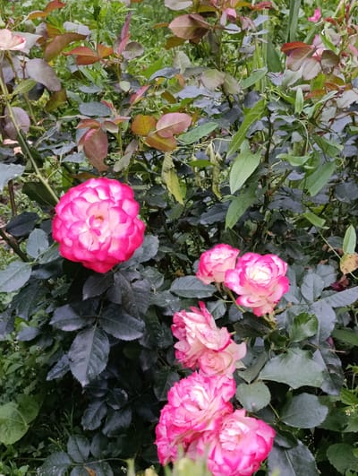The image shows a close-up view of a rose bush with several pink and white roses in bloom. The roses are multi-layered with delicate petals that transition from a creamy white center to a vibrant pink edge. The leaves of the rose bush are dark green, some with hints of reddish-brown, indicating a healthy plant. The background is a mix of green foliage and other plants, suggesting an outdoor garden setting. The lighting appears to be natural daylight, possibly late afternoon given the soft illumination. There is no visible text in the image. The overall mood is serene and natural, highlighting the beauty of the flowers. The location context provided is Ak-Döbö, Kyrgyzstan, which implies a temperate climate suitable for rose cultivation.
