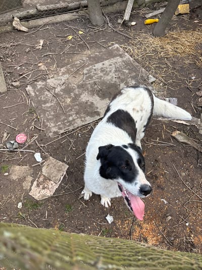 This image, captured in Komarevo, Bulgaria, displays an overhead view of an outdoor enclosure. A medium-sized, short-haired dog with distinctive black and white markings stands prominently in the center. Its head and ears are black, with a white blaze running down its snout. The body is predominantly white, featuring large, irregular black patches across its back and sides. The dog is positioned facing upwards towards the camera, with its mouth open, and a long, pink tongue fully extended. Its front paws are visible on the ground.
The ground surface is dark brown soil, uneven and covered with numerous thin wooden sticks and twigs. Scattered debris includes several weathered, grey rectangular pieces of wood or plywood, a bright red-capped plastic container on the left, and a yellow, bottle-shaped plastic object near the upper right corner. A small pile of straw or hay is also visible in the upper right. Fine wood shavings or granular material is present on the soil near the dog's front paws.
In the background, behind the dog, several rough, vertical tree trunks or wooden posts are visible, along with a section of wire mesh fence. Another, blurred section of wire mesh fence is present in the immediate foreground, at the bottom of the image, suggesting the camera is positioned above an enclosure.