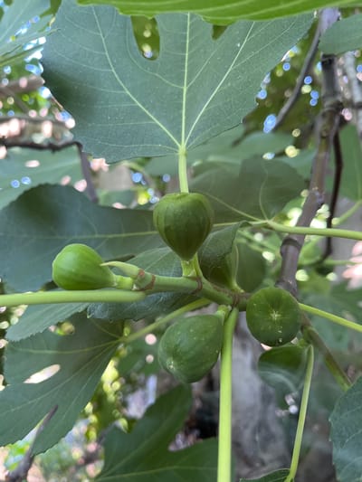 The image shows a close-up of several unripe green figs growing on a tree branch, surrounded by large green leaves. The figs are of varying sizes and shapes, some round and others more elongated. The leaves exhibit characteristic fig tree venation and have a slightly serrated edge. The background is blurred, showing dappled sunlight filtering through the foliage, creating bokeh effects of light and color. The overall impression is of a natural, outdoor setting, likely a garden or orchard. The lighting suggests it is daytime, with bright sunlight. There are no people visible, and no text is present in the image. The scene depicts the natural growth of fruit on a tree.