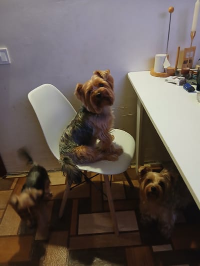 The image shows three Yorkshire terriers in a domestic setting, likely indoors. One dog is perched on a white chair, its body facing left and its head turned towards the camera. The second dog is partially visible under a table, looking upwards. The third dog, mostly out of focus, is on the floor in the lower right corner, facing away from the camera. The scene appears to be in a room with tiled flooring and a white table. The lighting suggests it might be daytime. There is no visible text in the image. The overall atmosphere is casual and domestic, with the dogs being the central focus.