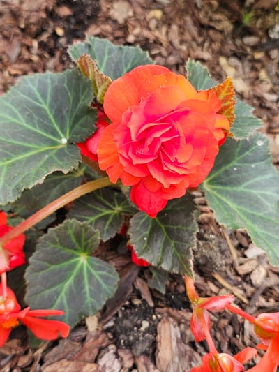 A close-up, overhead shot shows a vibrant orange begonia flower with layered petals. The flower is surrounded by dark green, heart-shaped leaves that have serrated edges and prominent veins. Some leaves have small water droplets on them. The background consists of mulch, likely wood chips, with varying shades of brown and gray. A few smaller, bright red begonia flowers and stems are also visible at the edges of the frame. The lighting suggests it is daytime, possibly overcast or in a shaded area, as there are no harsh shadows. The setting appears to be a garden or outdoor planter. There is no visible text.
