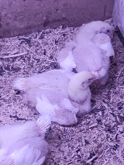 The image shows three young chicks resting in a bed of wood shavings within an enclosure. The lighting casts a purple hue over the scene. The chicks appear to be fluffy and light-colored. The enclosure has a rough, textured wall in the background. The location is identified as Соколово, Russia.