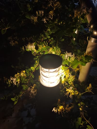 A close-up, eye-level, outdoor night shot features a lit garden lamp surrounded by honeysuckle vines. The lamp, positioned slightly right of center, has a cylindrical, transparent glass casing with visible internal lighting elements. It sits amidst lush green leaves and delicate white and yellow honeysuckle flowers, some of which are illuminated by the lamp's glow, while others are cast in shadow. A smooth, light-colored pole, likely part of a railing or fence, is visible on the right edge of the frame. The background is dark, suggesting a nighttime setting in a garden or outdoor space. The overall impression is one of natural beauty enhanced by artificial lighting. This scene is located in Türkan, Azerbaijan.
