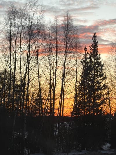 A natural landscape scene is depicted at either sunrise or sunset in Bol'shaya Sosnova, Russia. The sky dominates the upper half of the image, presenting a gradient from intense orange and yellow hues at the horizon, transitioning through pink and light grey clouds, to a pale grey-white at the zenith. Silhouetted against this sky is a dense, horizontal band of trees. This band consists primarily of numerous leafless deciduous trees with slender, dark trunks and intricate branch patterns. To the right, several tall, conical coniferous trees are distinctly visible as dark, solid silhouettes. The lower edge of the image shows dark, indistinct ground cover, possibly with patches of snow. No individuals, animals, or man-made structures are present.