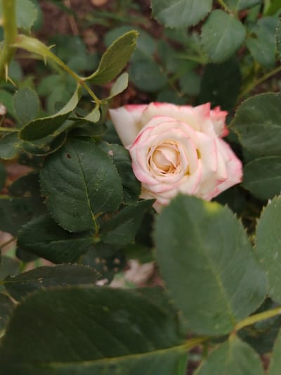A close-up shot captures a delicate, light pink and white rose blooming amidst lush green foliage. The rose, the central subject, is in full bloom, its petals gracefully unfurling to reveal a soft, peachy center. The edges of its petals are tinged with a subtle pink hue. The surrounding leaves are a deep, vibrant green, with some showing hints of wear or damage, such as small holes or darkened spots. A thorny stem is partially visible to the left, suggesting the natural habitat of a rose bush.
The image appears to be taken outdoors, likely in a garden or natural setting, given the presence of the rose bush and the soft, diffused lighting which suggests daylight. There are no people or specific human activities depicted, focusing entirely on the beauty of the flora. The background is a soft blur of greens and browns, which helps to isolate the rose and its immediate surroundings. The overall mood is serene and natural. There is no visible text within the image. The location context provided is Zhernov Rural District, Kazakhstan.