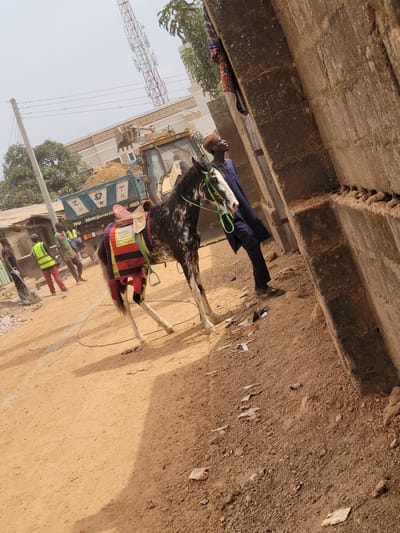 The image depicts an outdoor scene in Nassarawan Eggon, Nigeria, characterized by ongoing construction activities and the presence of a horse. In the immediate mid-ground, a dark-spotted horse with white facial markings stands on an unpaved, reddish-brown dirt path. It is equipped with a green bridle and a saddle featuring a multi-colored fabric saddle pad in red, blue, yellow, and black stripes. To the horse's right, a male individual, dressed in a dark blue tunic, matching pants, and a brown cap, stands next to a concrete block wall, looking upwards and to the right. His left foot is slightly elevated.
In the background, a light blue dump truck, partially loaded with dirt, is visible. The text "NO Nassarawan Eggon" is legible on its side. Behind the dump truck, a yellow Caterpillar backhoe loader is operating, with its front bucket elevated and containing dirt, suggesting it is actively loading the truck. Several male laborers are present near the vehicles; at least two are wearing lime green high-visibility vests. One man in a high-visibility vest and red pants holds a shovel.
The environment is dusty with loose dirt and debris on the ground. A utility pole with overhead wires is visible on the left. In the distant background, a prominent red and white lattice communication tower stands against a hazy sky, with other buildings and sparse vegetation also visible. The scene is illuminated by bright daylight, casting visible shadows.