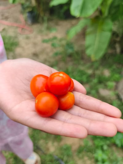 In Teumpokteungku, Indonesia, a pale-skinned human hand, partially visible, holds a cluster of five small, ripe, red tomatoes in its open palm. The hand is positioned slightly left of center in the frame. The background is an out-of-focus outdoor environment featuring patches of bare earth and green foliage. Large green leaves are visible in the upper right, while a blurry reddish object and a dark container are faintly discernible in the upper left background. The overall scene suggests a recent harvest in a garden or agricultural setting.