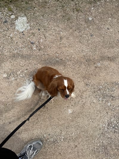 An overhead, eye-level shot captures a brown and white Cavalier King Charles Spaniel on a dirt path in Zamosh'e (Zaklinskoe S/P), Russia. The dog is seated with its tongue lolling out and its eyes closed, appearing to pant. A black leash extends from the dog's collar towards the bottom left corner of the frame, where a person's foot wearing a gray sneaker is visible. The ground is composed of loose dirt, small stones, and scattered dry grass. A large, light-colored rock is prominent in the upper left quadrant of the image, and a smaller, dark rock is visible in the middle ground. The overall scene suggests an outdoor setting, possibly a park or trail, during daylight.