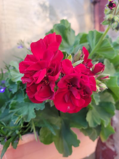 A close-up, top-down view captures a cluster of vibrant red geranium flowers in full bloom. The flowers are layered with delicate, ruffled petals, some with small water droplets glistening on their surface. Several tightly furled buds, also a deep red, are visible behind the open blossoms, suggesting a continuous cycle of flowering.
The flowers are surrounded by lush, green, serrated leaves, characteristic of geranium plants. A few tiny, delicate purple flowers, likely from an accompanying plant, peek out from beneath the leaves and red blossoms. The background is softly blurred, but hints at an outdoor setting. To the left, a brick wall with a reddish-brown hue is discernible, and a pale, possibly paved or wooden surface stretches out. To the right, a soft, peachy-toned object, possibly the rim of a planter or a piece of furniture, is visible.
The lighting suggests it is daytime, with a diffused, natural light that highlights the textures and colors of the flowers and foliage. There are no people present, and the scene is peaceful and natural, focusing solely on the beauty of the plant. The overall impression is one of vibrant natural beauty, possibly a garden or balcony setting. No text is visible in the image. The location context provided is Belaazyorsk, Belarus.