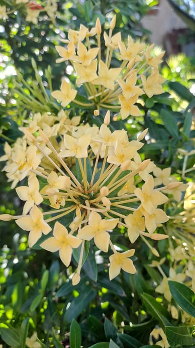 A close-up, vertical, eye-level shot captures a cluster of small, light yellow flowers with five pointed petals. The flowers are arranged in a spherical, dense cluster at the end of green stems, with some buds still closed and pointed. The background is filled with lush, dark green foliage and soft, out-of-focus bokeh highlights from sunlight filtering through the leaves, suggesting an outdoor environment. The image appears to be taken in Bireuenmeunasahdayah, Indonesia, a location known for its tropical climate and abundant plant life. There are no people or animals visible in the frame, and the focus is entirely on the floral subject.