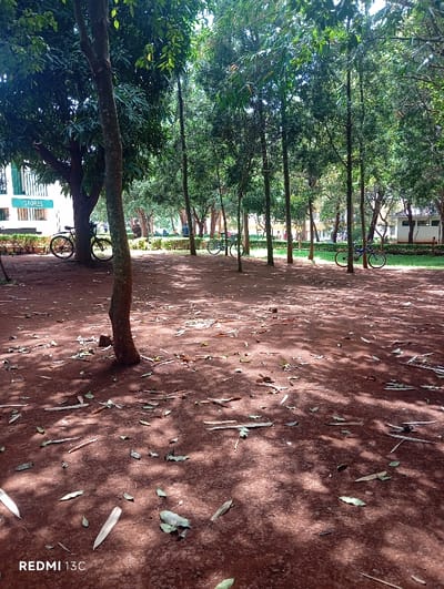 A park scene unfolds with tall trees casting shadows across a red-brown ground scattered with leaves and twigs. Bicycles are parked near the edges of the space. A building with a sign reading "STORES" is visible on the left. A line of smaller trees marks a boundary in the midground. More buildings are faintly visible beyond the trees. The scene is filled with dappled sunlight.