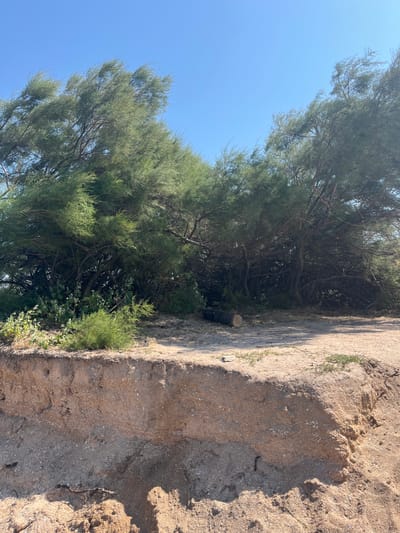 The image depicts a natural scene under a clear blue sky, likely in Dolzhanskaya, Russia, featuring a dense thicket of green trees with fine foliage. In the foreground, a sandy embankment with exposed soil layers is visible, showing evidence of erosion. A fallen tree trunk lies on the ground near the edge of the trees. The environment appears to be an outdoor, natural setting, possibly a coastal area given the sandy soil. There are no people or animals present in the image.