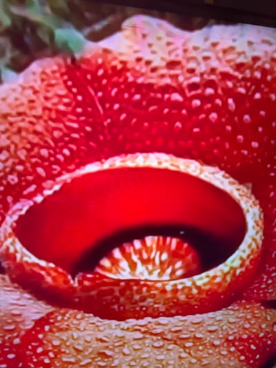 This image is a close-up of a large, red flower with white speckles. The flower has a deep, red, cup-like center with ruffled, white-edged petals. The exterior of the flower also displays a pattern of red and white speckles. The background is blurred and appears to be green foliage. There is no indication of the flower's location in Çiğli, Turkey, or any people or actions depicted in the image.