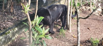 An adult melanistic big cat, consistent with a black panther, is depicted within an outdoor enclosure in Saint-Mandé, France. The animal is positioned with its body angled towards the left, its head partially obscured by foreground vegetation and a wire mesh fence. It appears to be moving or investigating the ground, with its head held low. Its dark fur exhibits areas of lighter or scuffed texture on its back and left hind leg. The immediate ground cover consists of dark soil, brown leaf litter, and wood mulch. Several thin tree trunks and green-leaved shrubs are present in the foreground. To the left, a dark wire mesh fence is visible above a moss-covered concrete barrier, forming part of the enclosure. The background contains additional tree branches, sparse foliage, and a blooming tree with white flowers in the upper right. The scene is consistent with an animal exhibit at a zoological park, such as the Parc Zoologique de Paris.