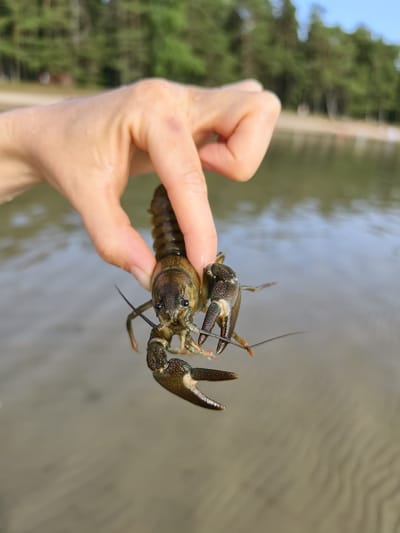 A hand holds a live crayfish near the water's edge, with a blurry background of trees and sky. The crayfish is dark brown and appears to be an adult. The hand is pale with visible veins and water droplets on the skin. The water is calm and shallow, with ripples visible on the sandy bottom. The scene is likely a natural body of water, possibly a lake or river. The city of Motala, Sweden is known for its proximity to Lake Vättern, which is a large lake that could be the location depicted.