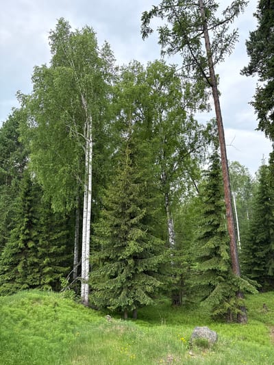 The image depicts a forest scene with a variety of trees, including birch and evergreen varieties. The ground is covered in lush green grass and some smaller plants. A large rock is situated in the foreground on the right side of the image. The sky is overcast. There are no people or animals visible in the image. The environment appears to be a natural, undeveloped area, suggesting it could be part of a park or a natural reserve. Given the prompt mentions Nevon, Russia, this is likely a natural landscape within or near that city.