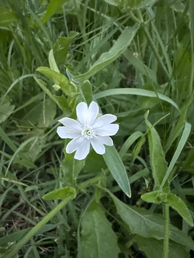 A single white flower with multiple notched petals blooms in the center of the frame, surrounded by lush green grass and foliage. The flower is delicate and appears to be growing in a natural, uncultivated environment. The background is filled with the varying shades and textures of grass, some blades standing tall and others lying flat. The lighting suggests it might be early morning or late afternoon, as the light is soft and diffused. This scene is situated in the city of Novoterkskiy, Russia, a place known for its natural beauty and green spaces.
