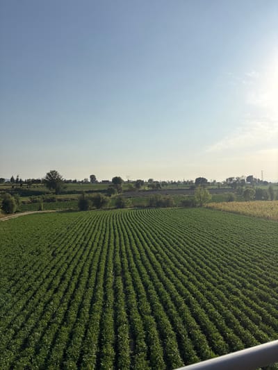 A vast field dominates the right side, showcasing rows of green crops stretching towards the horizon. To the left, a clear sky fills a significant portion of the image, transitioning to a lighter hue near the horizon. A narrow strip of land with trees and some vegetation runs between the field and the sky. The crops are arranged in neat lines.