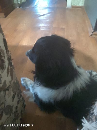 A black and white dog is lying on a wooden floor. The dog is facing to the left, with its head slightly turned towards the viewer. The dog's fur is shaggy and appears to be in good condition. The wooden floor is a light brown color and appears to be clean. There is a piece of patterned fabric to the left of the dog, which may be a rug or a piece of furniture. The background is out of focus but appears to be an indoor setting. The image is well-lit, and the colors are natural. There is a watermark in the bottom left corner that reads "TECNO POP 7". The scene is likely a residential interior.