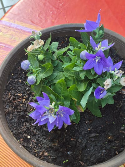 The image shows a brown planter filled with dark soil and green plants with purple bell-shaped flowers. Some of the flowers are fully bloomed, while others are still in bud form. There are also some dried brown leaves and flower remnants visible among the foliage. The planter is placed on a red surface with an orange and yellow striped pattern, which appears to be a tablecloth. The background is blurred, but suggests an outdoor setting. The image does not provide any information about the city of Nierstein, Germany.