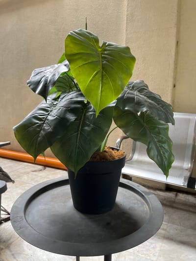 A close-up shot shows a potted artificial plant with large, dark green leaves. The plant is in a black pot placed on a circular, dark gray metal stand with a textured surface. The background features a pale beige wall with some texture, a portion of a white chair, and an orange cylindrical object on the floor. The lighting suggests an indoor or covered outdoor setting with ambient light illuminating the plant from the front. The overall scene is static and lacks any human presence or activity. The image appears to be taken in a domestic or commercial space, possibly in Quezon City, Philippines, given the lighting and environmental cues.